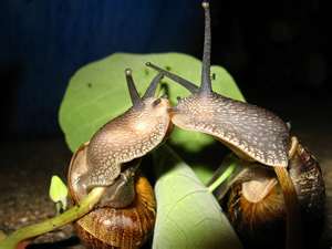 picture of snails kissing